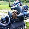 dog, motorcycle, helmet, leather_seat, grass, person, trees, car, outdoor, parked_vehicle, smiling, casual_clothing, small_dog, scruffy_dog, daytime, nature, greenery, metal, reflection, road
