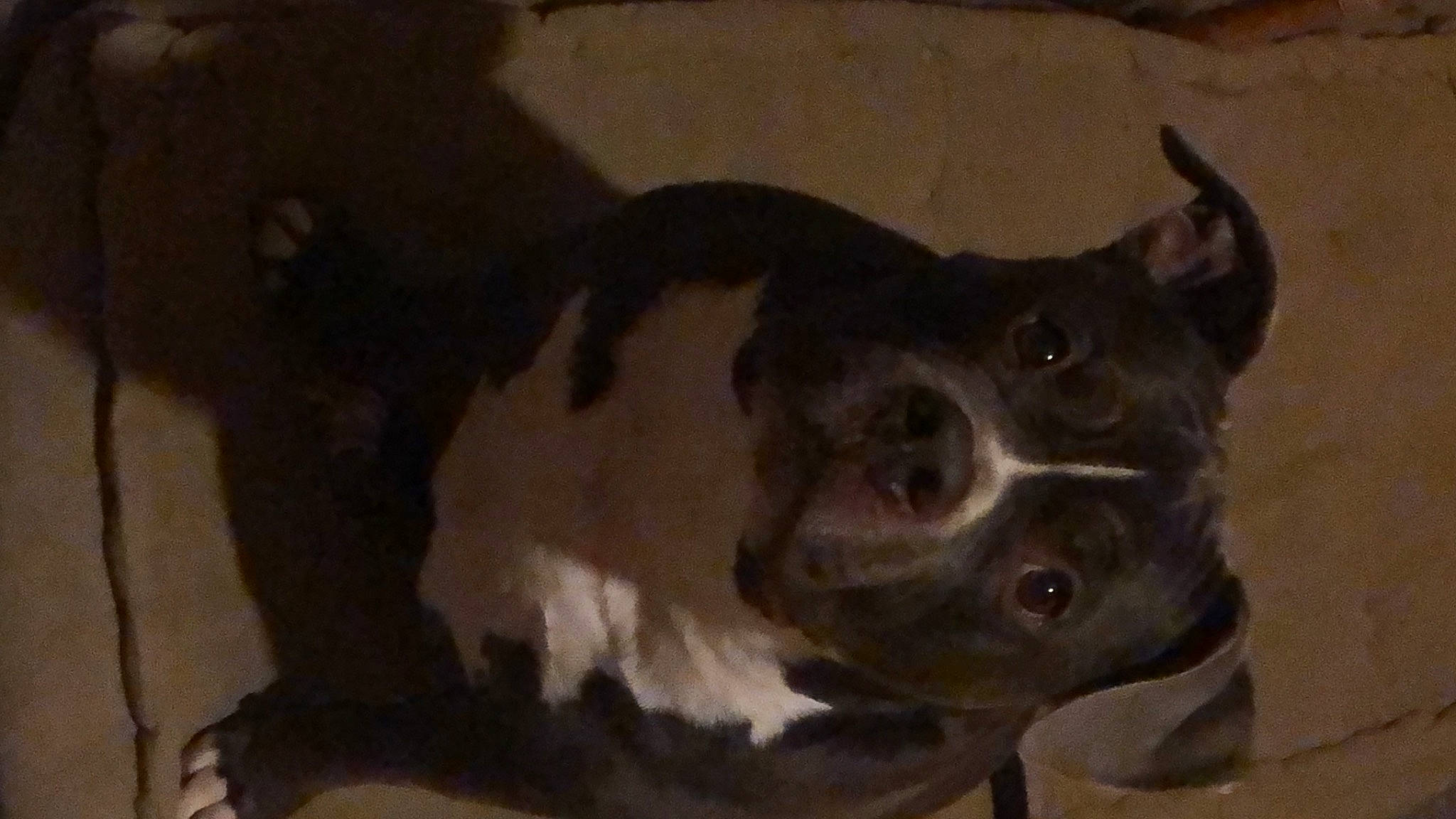 Béne participe au concours pour gagner de l'argent avec cette photo : canidae, carnivore, companion_dog, dog, dog_breed, ear, fawn, fur, guard_dog, liver, non_sporting_group, sporting_group, tail, terrestrial_animal, whiskers, working_animal, working_dog