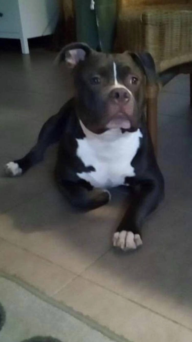 Béne participe au concours pour gagner de l'argent avec cette photo : art, canidae, carnivore, companion_dog, dog, dog_breed, fawn, floor, flooring, fur, hardwood, molosser, snout, sporting_group, tail, terrestrial_animal, whiskers, wood, working_animal, working_dog