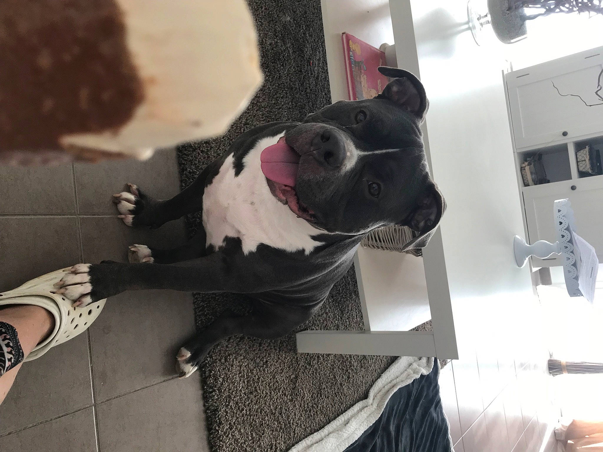 Béne a rejoint le concours — aidez-le/la à gagner de superbes lots ! carmine, carnivore, collar, companion_dog, dog, dog_breed, dog_collar, dog_supply, eyewear, fawn, flooring, fur, grey, human_leg, personal_protective_equipment, pet_supply, snout, sporting_group, window, working_animal