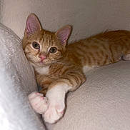 Mango joined the competition — help win amazing prizes! abyssinian, animal, armchair, cat, chair, couch, furniture, kitten, manx, pet, siamese