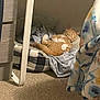 Mango is registered to the contest to win money with this photo: animal, bed, bedroom, blanket, canine, cat, cushion, dog, dormroom, furniture, homedecor, indoors, kitten, manx, person, pet, quilt, room, sleeping, takingcover