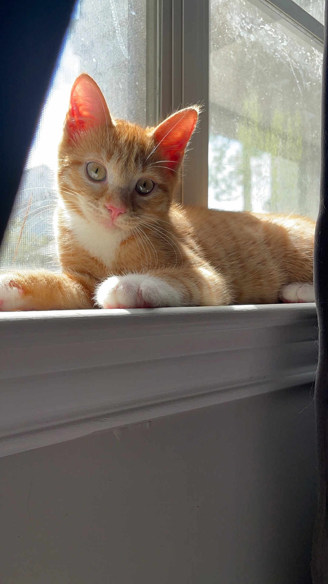 Mango joined the competition — help win amazing prizes! abyssinian, animal, cat, hardwood, kitten, manx, pet, siamese, window, windowsill, wood