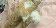 Mango is registered to the contest to win money with this photo: abyssinian, animal, bed, bedroom, blanket, cat, closet, couch, cushion, furniture, homedecor, indoors, interiordesign, kitten, manx, person, pet, quilt, room, sleeping