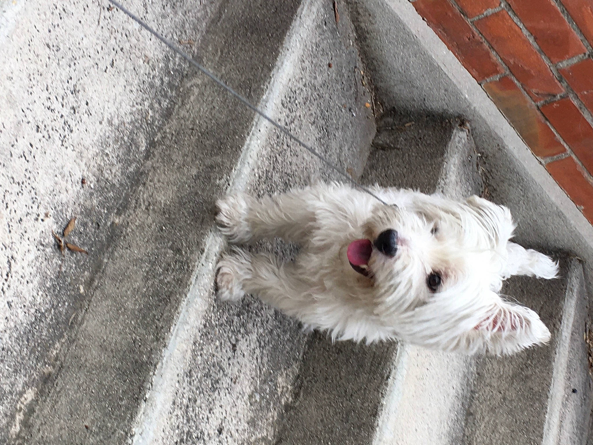 Jumbo participe au concours pour gagner de l'argent avec cette photo : cairn_terrier, canidae, carnivore, dog, dog_breed, mammal, non_sporting_group, nose, small_terrier, snout, tail, terrier, vertebrate, west_highland_white_terrier, whiskers