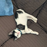 Rocky is registered to the contest to win money with this photo: kitten, cat, black_and_white, collar, sofa, brown, quilted, towel, blue, pet, domestic_animal, indoor, resting, fur, whiskers, cute, young, feline, relaxed, looking_up