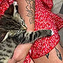 Doudou a rejoint le concours — aidez-le/la à gagner de superbes lots ! animal_love, arm, cat, closeup, comfort, cuddling, domestic_animal, feline, floral_pattern, hand, indoor, kitten, pet, red_dress, resting, ring, skin, tabby, tattoo, young_cat