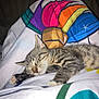 animal, blanket, cat, colorful, cozy, cute, domestic, fur, indoor, kitten, mammal, paw, pet, relaxed, resting, sleeping, soft, striped, tabby, young