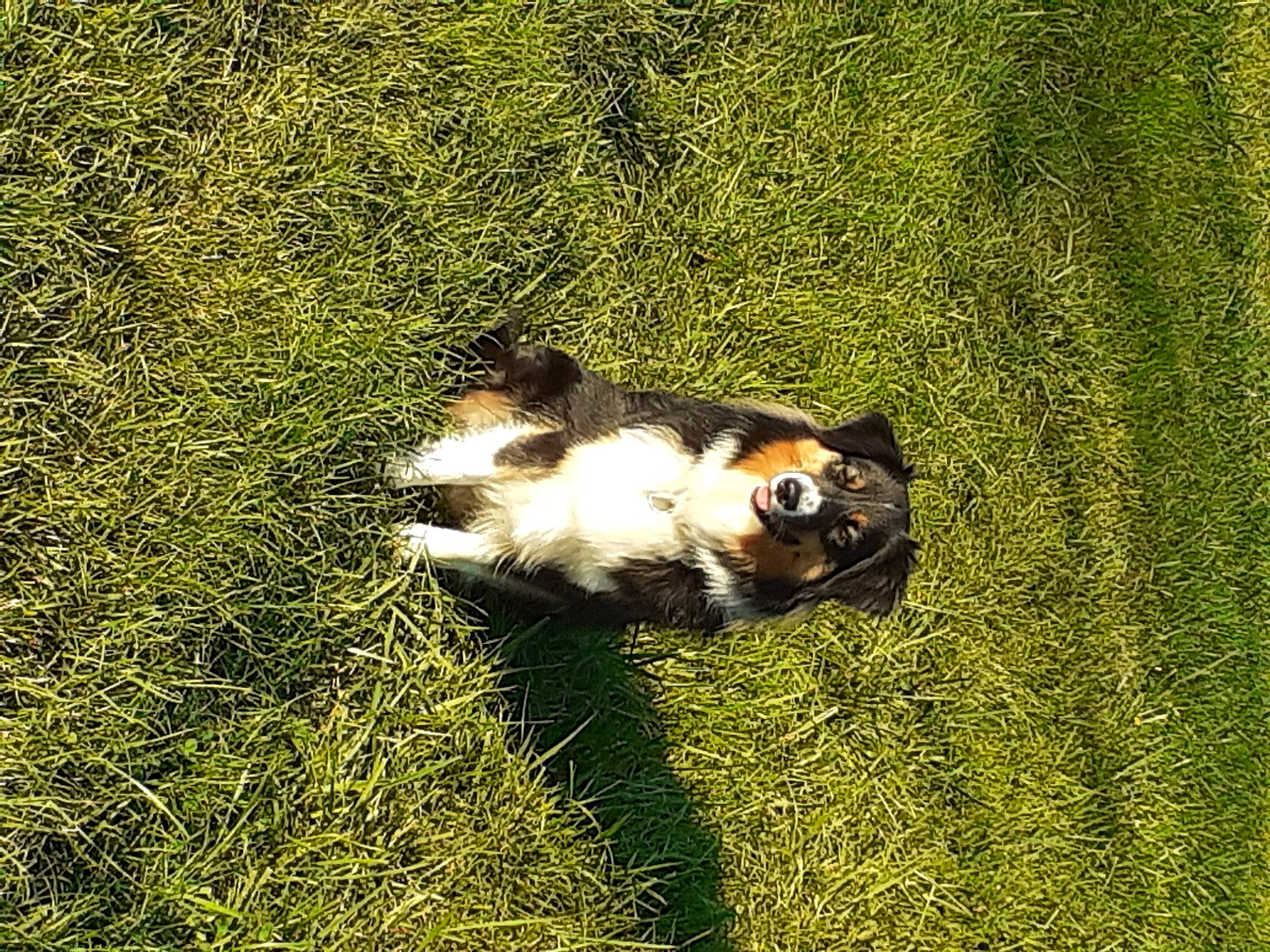 Paquita a rejoint le concours — aidez-le/la à gagner de superbes lots ! canidae, carnivore, cat, cavalier_king_charles_spaniel, dog_breed, felidae, grass, kitten, mammal, plant, puppy, small_to_medium_sized_cats, sporting_group, tail