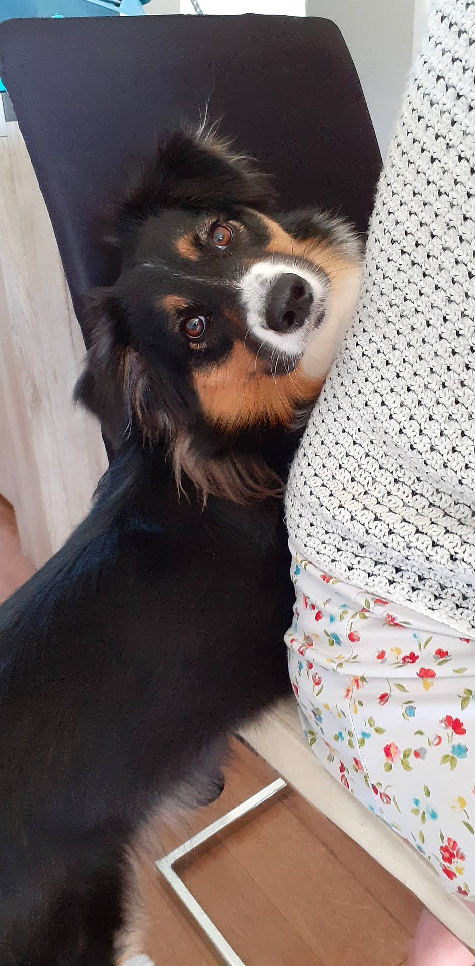 Paquita a rejoint le concours — aidez-le/la à gagner de superbes lots ! australian_shepherd, canidae, carnivore, cavalier_king_charles_spaniel, companion_dog, dog, dog_breed, mammal, snout, spaniel, sporting_group