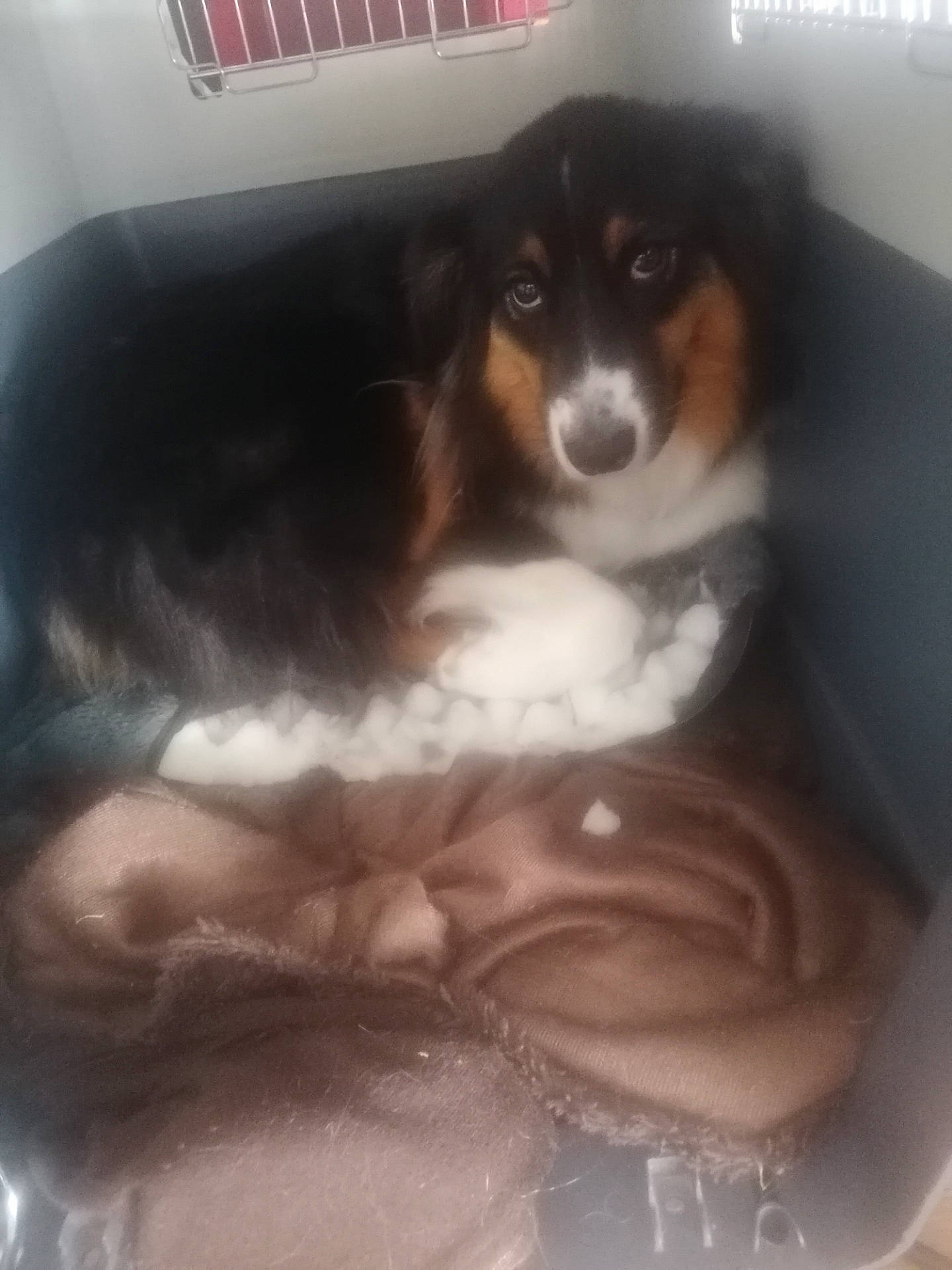 Paquita a rejoint le concours — aidez-le/la à gagner de superbes lots ! australian_shepherd, bernese_mountain_dog, canidae, carnivore, companion_dog, dog, dog_breed, mammal, puppy, spaniel, sporting_group, vertebrate, working_dog