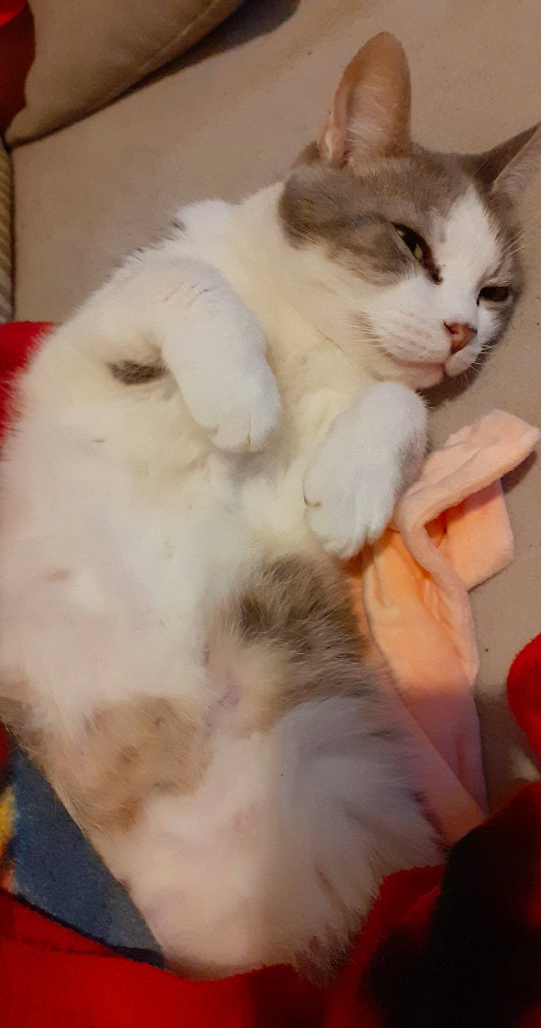 Chipie participe au concours pour gagner de l'argent avec cette photo : aegean_cat, asian, carnivore, cat, cymric, domestic_long_haired_cat, felidae, fur, japanese_bobtail, kitten, mammal, norwegian_forest_cat, persian, ragamuffin, ragdoll, small_to_medium_sized_cats, tail, turkish_angora, turkish_van, whiskers