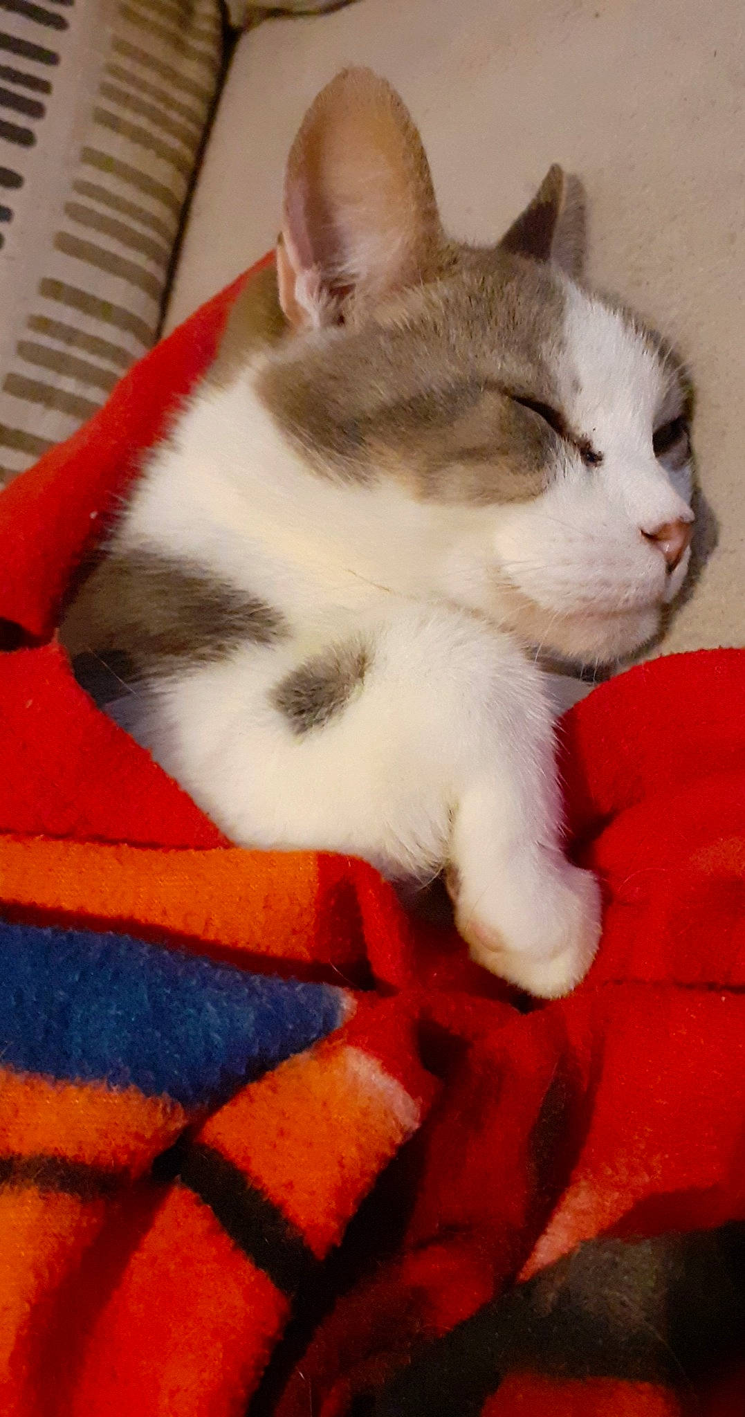 Chipie participe au concours pour gagner de l'argent avec cette photo : aegean_cat, american_wirehair, asian, carnivore, cat, domestic_short_haired_cat, european_shorthair, felidae, japanese_bobtail, kitten, mammal, nap, paw, polydactyl_cat, small_to_medium_sized_cats, snout, tail, vertebrate, whiskers