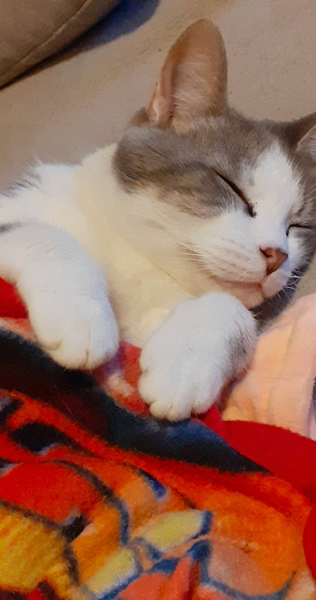 Chipie a rejoint le concours — aidez-le/la à gagner de superbes lots ! aegean_cat, asian, carnivore, cat, claw, domestic_short_haired_cat, felidae, fur, kitten, mammal, nap, norwegian_forest_cat, ojos_azules, paw, polydactyl_cat, small_to_medium_sized_cats, tail, turkish_van, whiskers