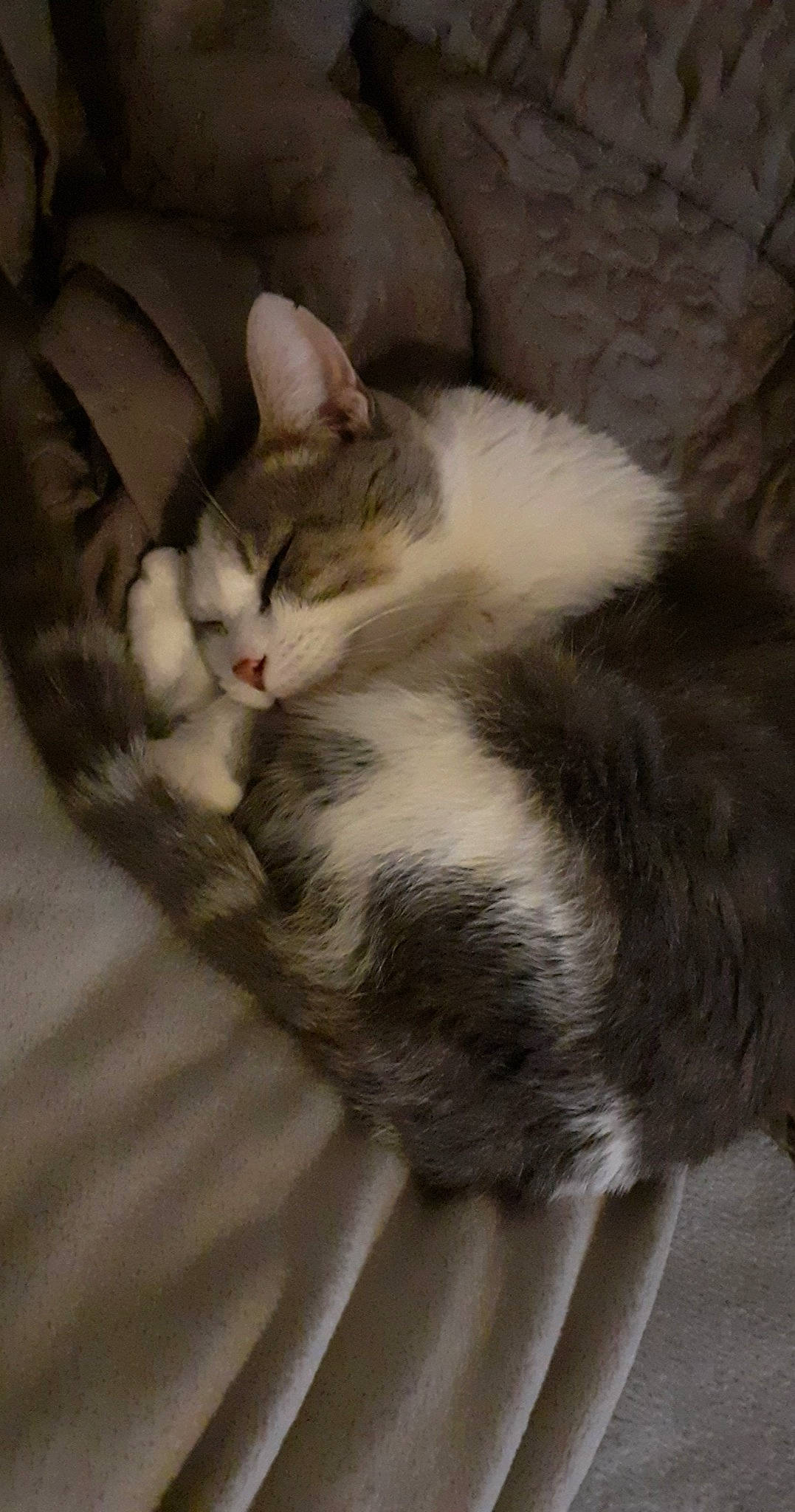 Chipie a rejoint le concours — aidez-le/la à gagner de superbes lots ! aegean_cat, american_wirehair, carnivore, cat, domestic_short_haired_cat, european_shorthair, felidae, fur, kitten, mammal, norwegian_forest_cat, paw, polydactyl_cat, small_to_medium_sized_cats, tail, whiskers