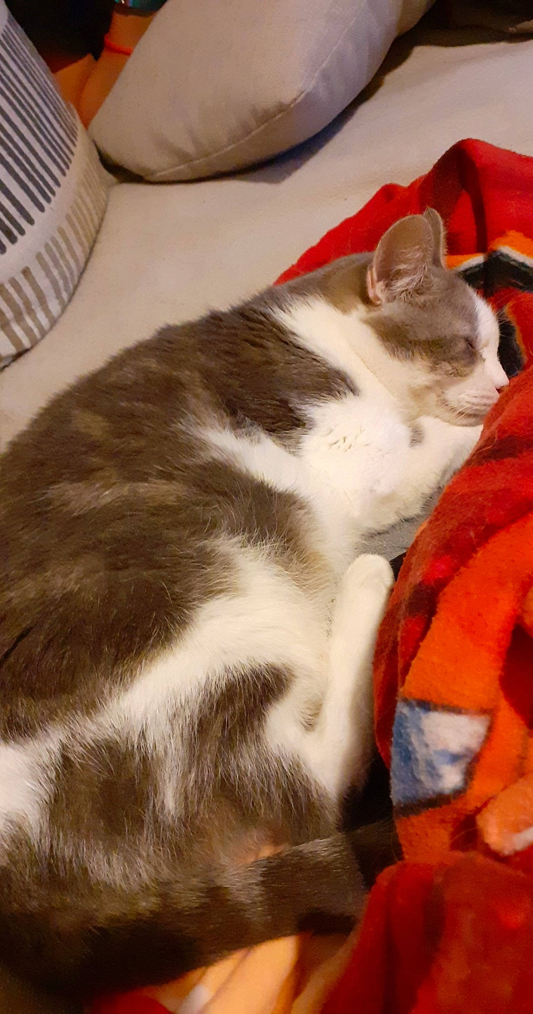 Chipie participe au concours pour gagner de l'argent avec cette photo : american_wirehair, asian, carnivore, cat, domestic_short_haired_cat, european_shorthair, felidae, fur, kitten, small_to_medium_sized_cats, tail, whiskers