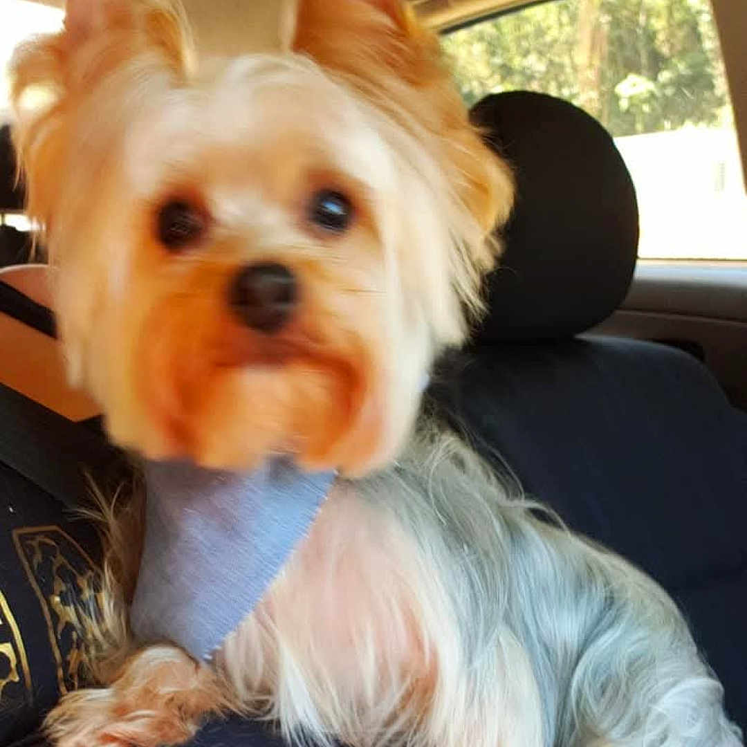 Mateo