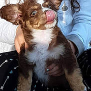 Penny joined the competition — help win amazing prizes! puppy, dog, brown, white, tongue, licking, ears, fur, person, hand, clothing, jacket, pants, pattern, arrow, cute, pet, animal, indoor, portrait