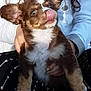 puppy, dog, brown, white, tongue, licking, ears, fur, person, hand, clothing, jacket, pants, pattern, arrow, cute, pet, animal, indoor, portrait
