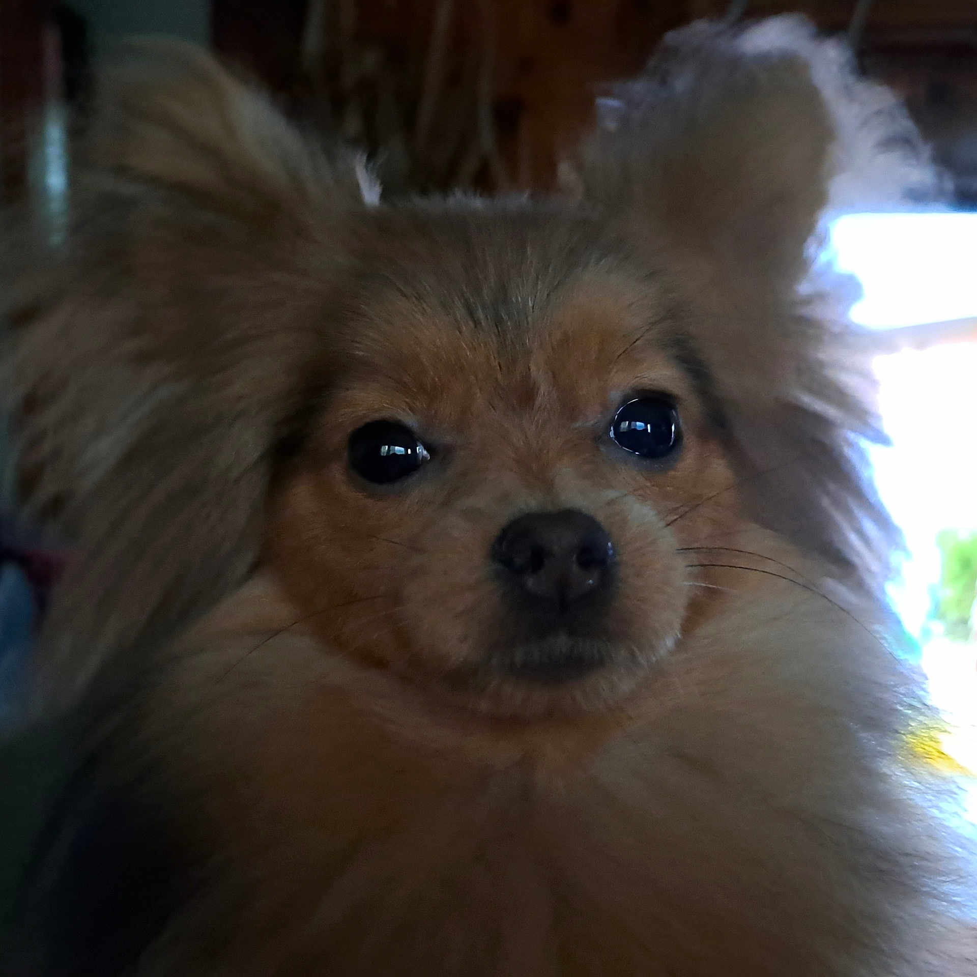 Trixie is registered to the contest to win money with this photo: animal, canine, chihuahua, chow, cockerspaniel, collie, dog, eskimodog, papillon, pet, poodle, puppy, snout, terrier