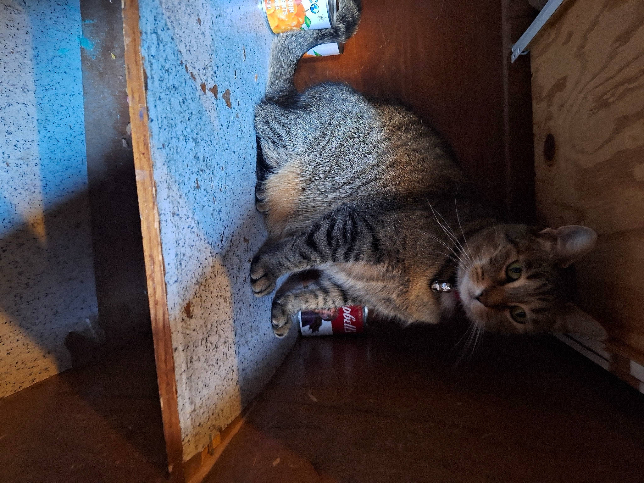 Pepper is registered to the contest to win money with this photo: carnivore, cat, claw, domestic_short_haired_cat, felidae, floor, flooring, fur, grey, paw, small_to_medium_sized_cats, snout, tail, terrestrial_animal, whiskers, wildlife, wood