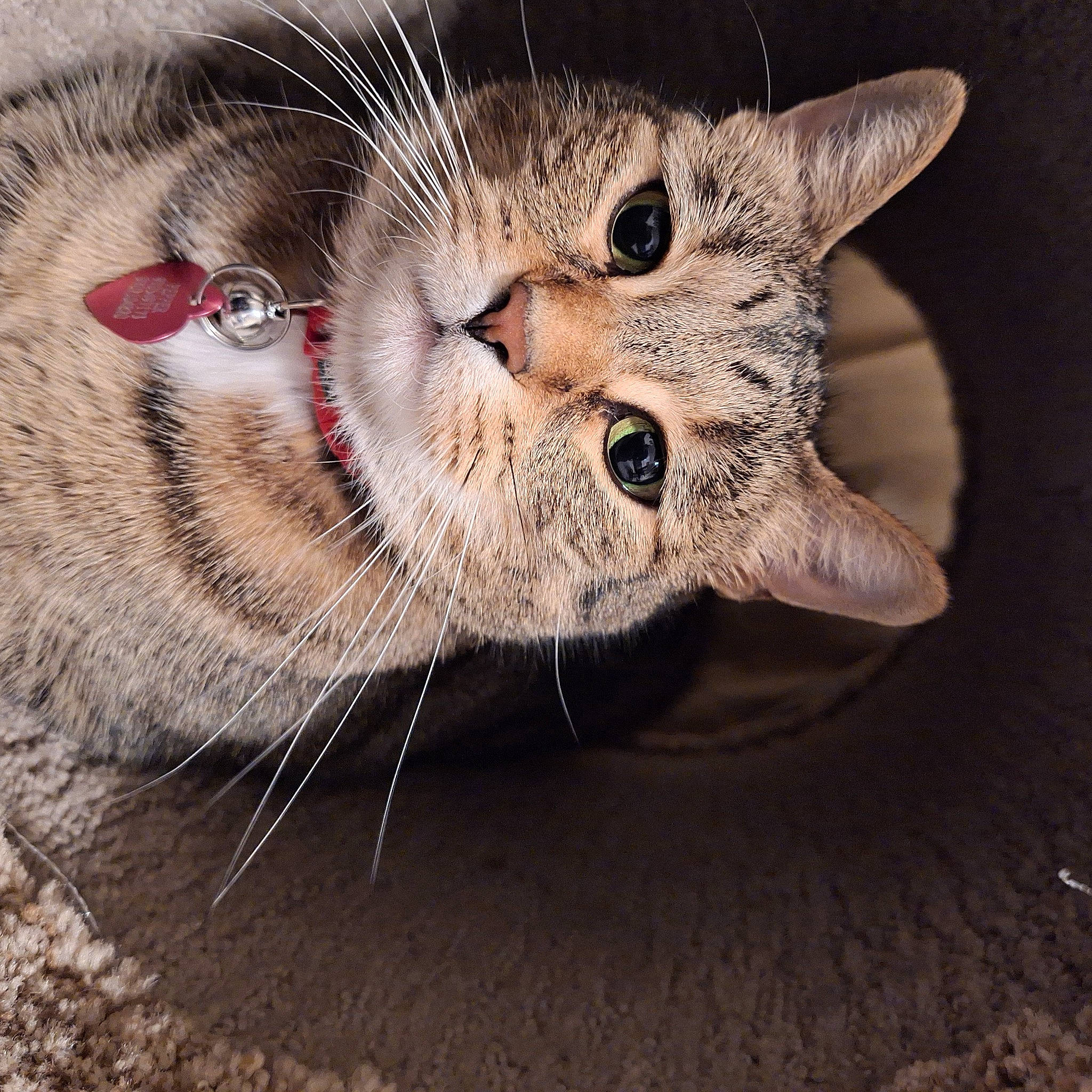 Pepper joined the competition — help win amazing prizes! carnivore, cat, claw, domestic_short_haired_cat, felidae, fur, paw, small_to_medium_sized_cats, snout, terrestrial_animal, whiskers, window