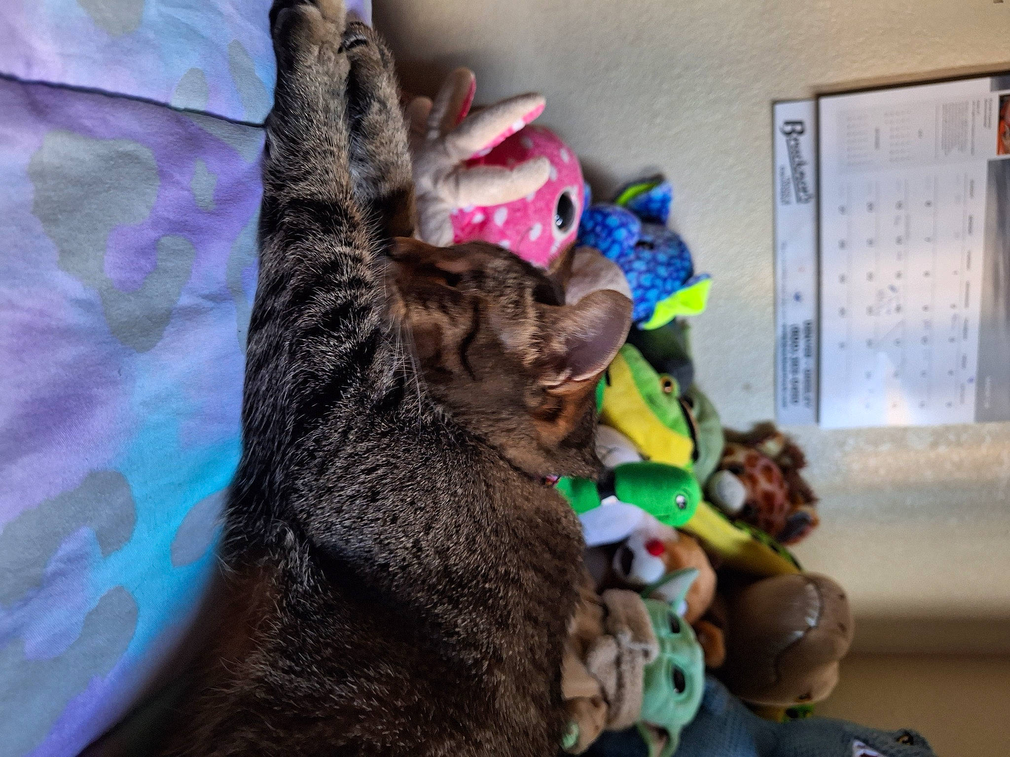 Pepper joined the competition — help win amazing prizes! canidae, carnivore, cat, domestic_short_haired_cat, ear, event, fawn, felidae, fur, room, small_to_medium_sized_cats, stuffed_toy, tail, teddy_bear, toy, tree, visual_arts, whiskers