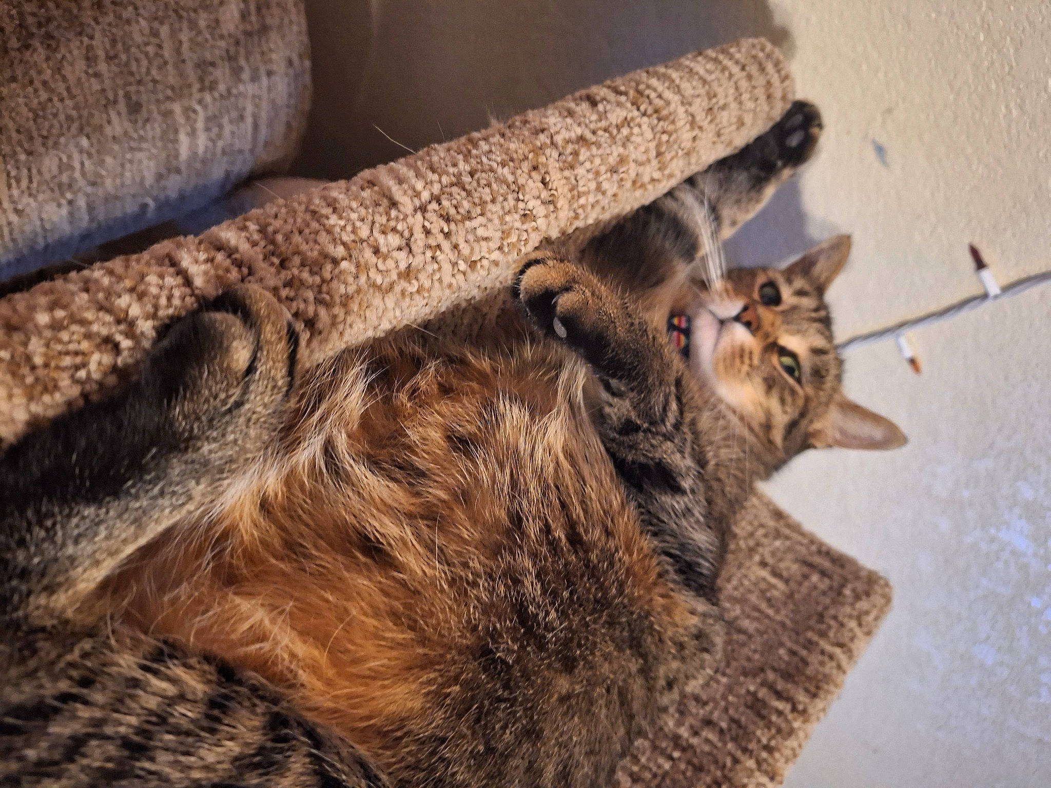 Pepper joined the competition — help win amazing prizes! canidae, carnivore, cat, claw, domestic_short_haired_cat, fawn, felidae, flooring, fur, human_leg, paw, small_to_medium_sized_cats, snout, tail, terrestrial_animal, vertebrate, whiskers, wildlife, wood, working_animal