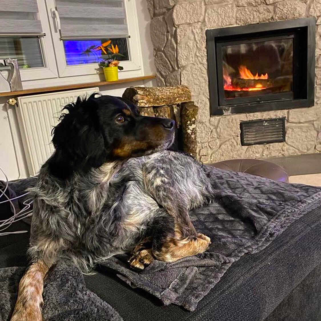 Quito a rejoint le concours — aidez-le/la à gagner de superbes lots ! animal, blanket, comfort, couch, cozy, dog, domestic, fire, fireplace, flower_pot, furniture, home, indoor, living_room, pet, relaxation, resting, stone_wall, warm_light, window