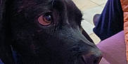 Vox a rejoint le concours — aidez-le/la à gagner de superbes lots ! adult, animal, architecture, building, canine, couch, cushion, dog, female, furniture, homedecor, hound, indoors, labradorretriever, livingroom, person, pet, puppy, room, woman