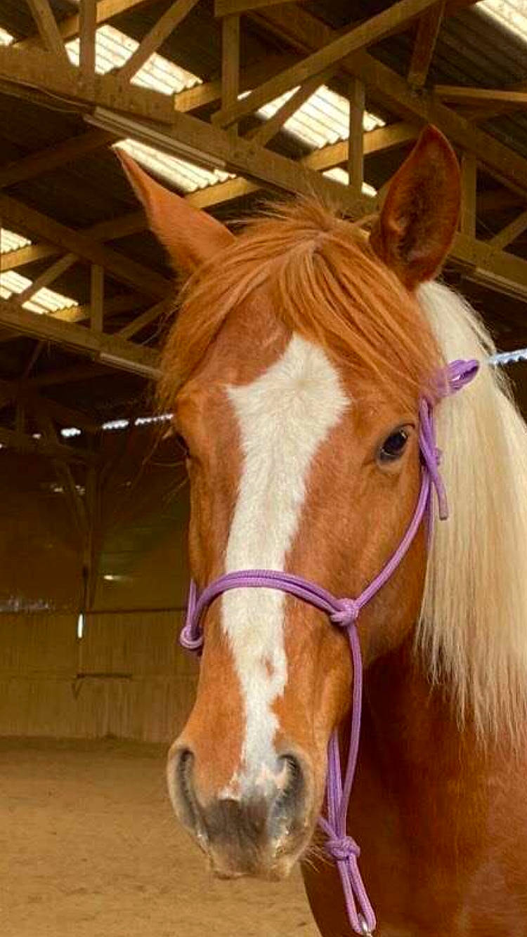 Dream participe au concours pour gagner de l'argent avec cette photo : bridle, ear, halter, horse, horse_grooming, horse_harness, horse_supplies, horse_tack, liver, livestock, mammal, mane, mare, mustang_horse, pack_animal, rein, snout, sorrel, stable, vertebrate