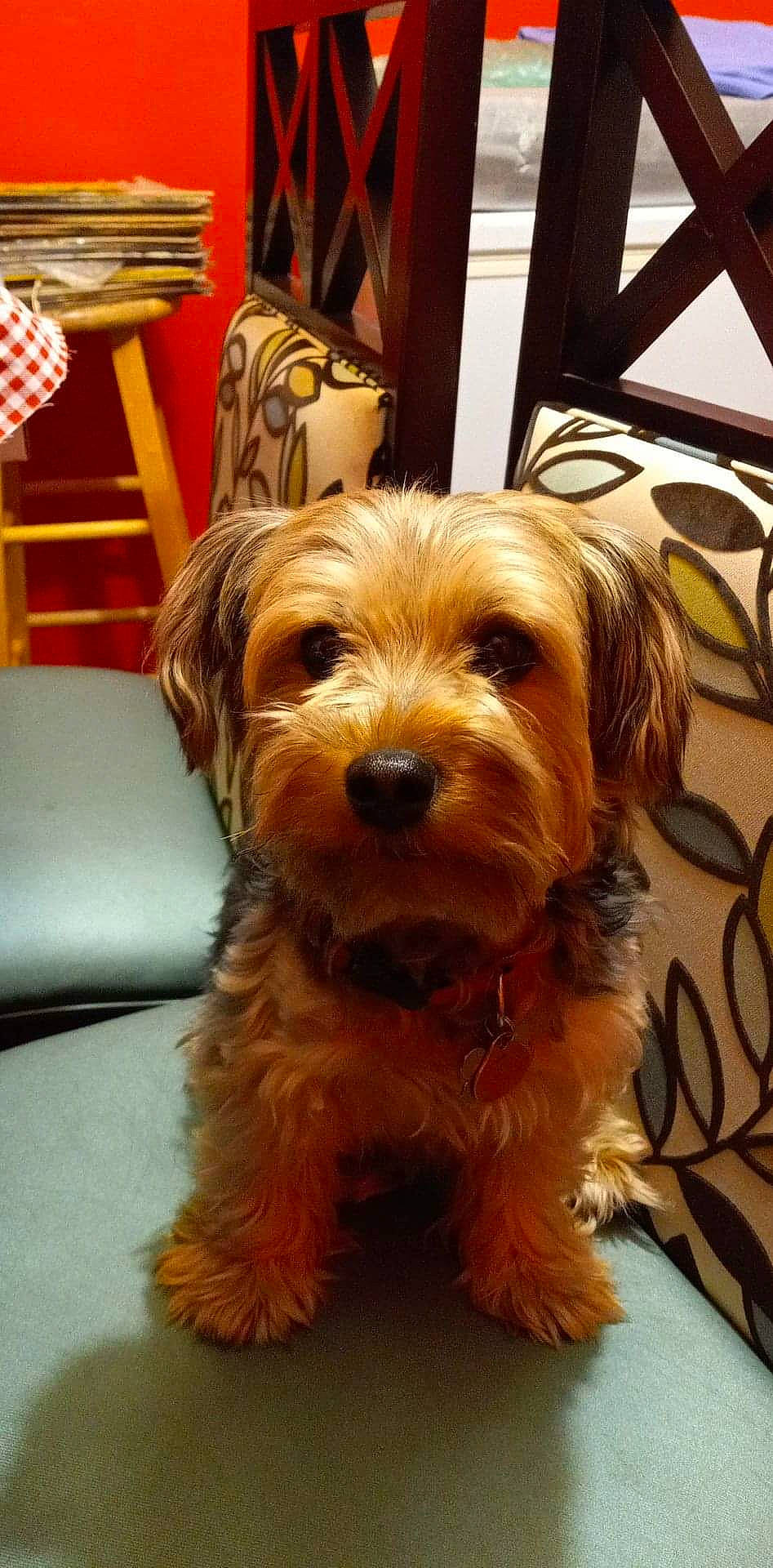 Nani joined the competition — help win amazing prizes! carnivore, companion_dog, dog, dog_breed, firefighter, flag, flag_of_the_united_states, flooring, fur, ingredient, liver, small_terrier, snout, sporting_group, terrier, toy_dog, vegetable, wood, working_animal, yorkipoo