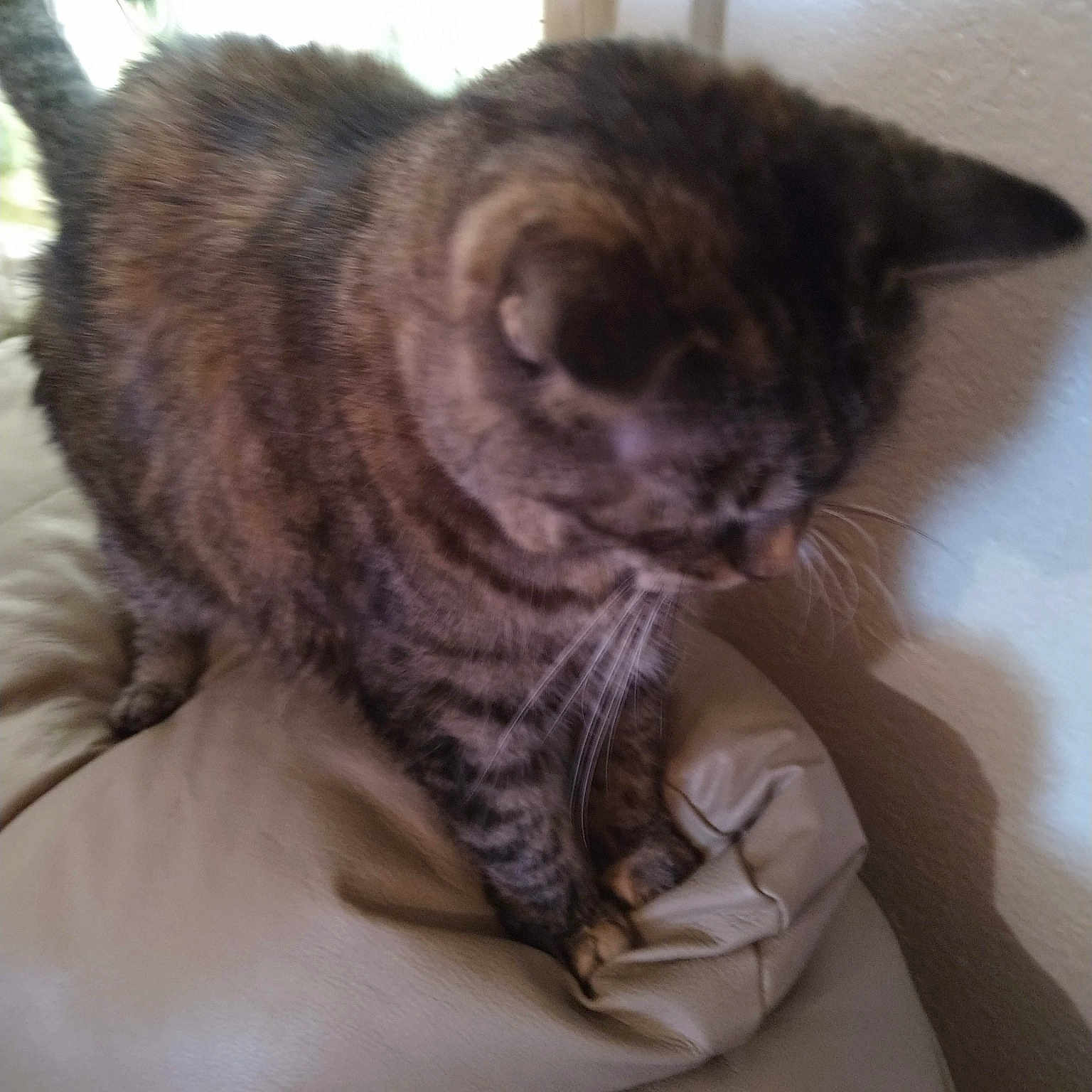 Bella