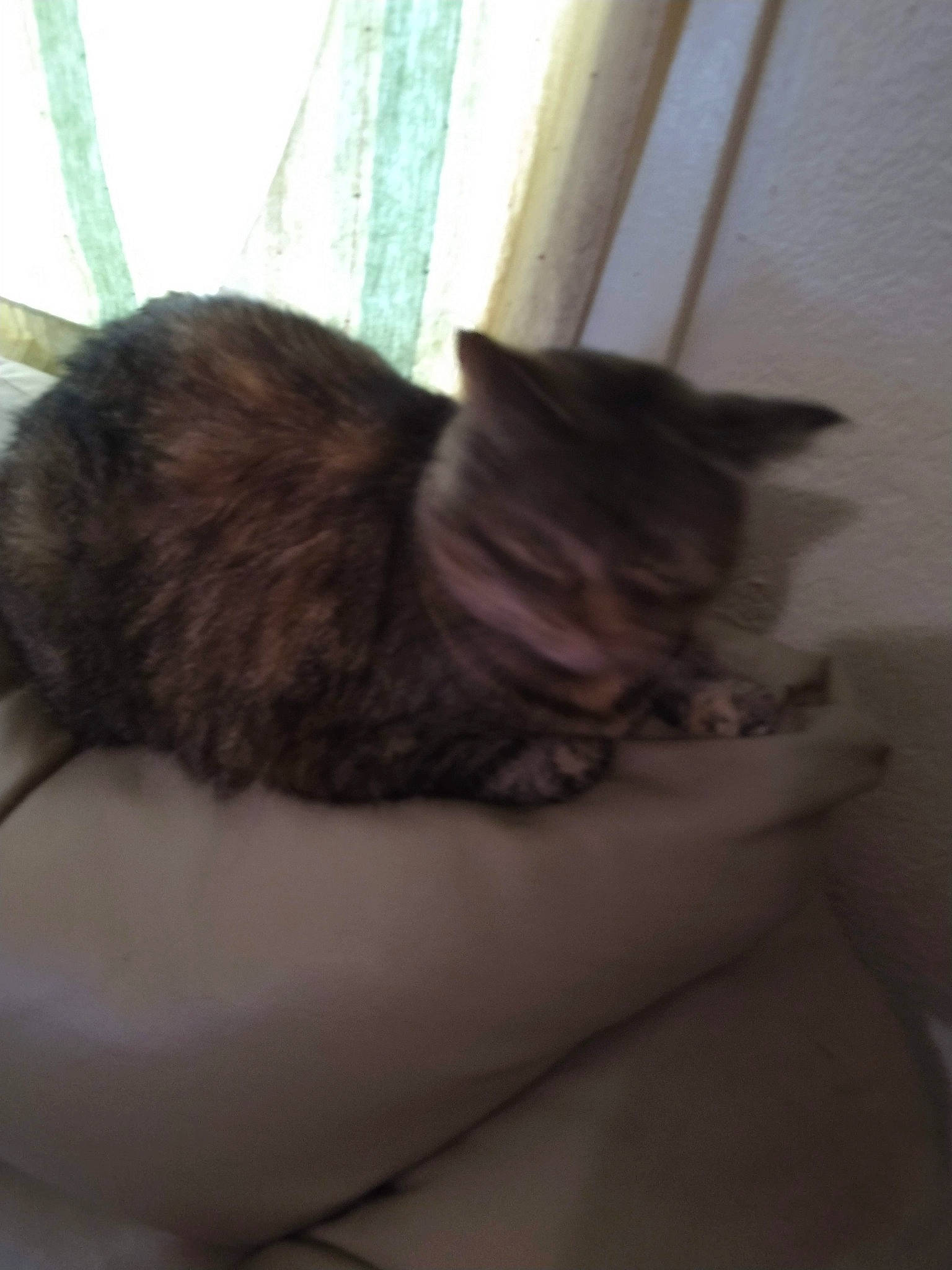 Bella joined the competition — help win amazing prizes! black_cat, carnivore, cat, cat_supply, chair, comfort, domestic_short_haired_cat, fawn, felidae, flooring, fur, hardwood, human_leg, small_to_medium_sized_cats, snout, tail, terrestrial_animal, whiskers, window, wood