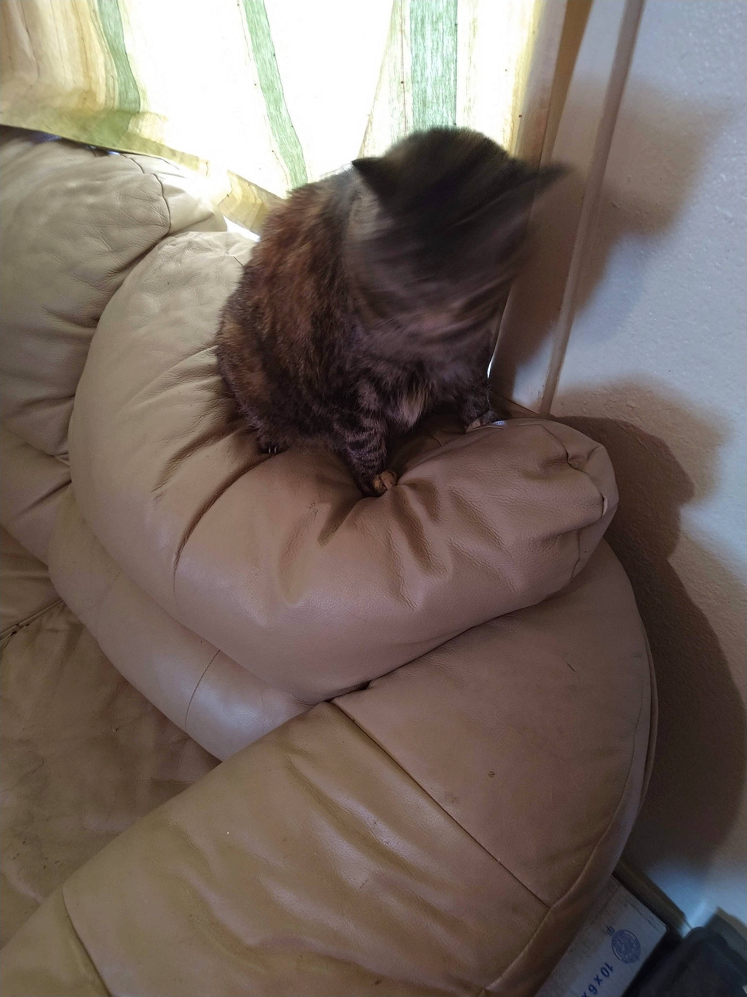 Bella is registered to the contest to win money with this photo: black_cat, canidae, carnivore, cat, comfort, companion_dog, dog_breed, fawn, felidae, flooring, human_leg, linens, liver, small_to_medium_sized_cats, snout, sporting_group, tail, tints_and_shades, vehicle, whiskers