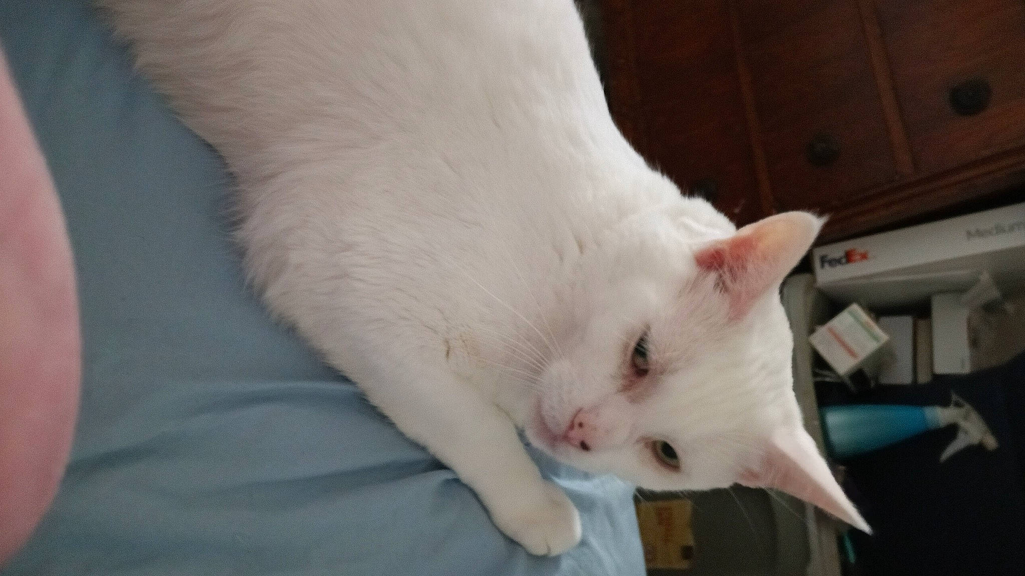 Jack Hormigos is registered to the contest to win money with this photo: carnivore, cat, claw, comfort, domestic_short_haired_cat, eye, fang, fawn, felidae, fur, paw, small_to_medium_sized_cats, snout, tail, whiskers