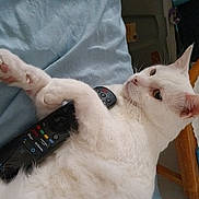 Jack Hormigos is registered to the contest to win money with this photo: carnivore, cat, claw, collar, comfort, domestic_short_haired_cat, fawn, felidae, fur, gesture, nail, paw, small_to_medium_sized_cats, snout, tail, whiskers, wrist