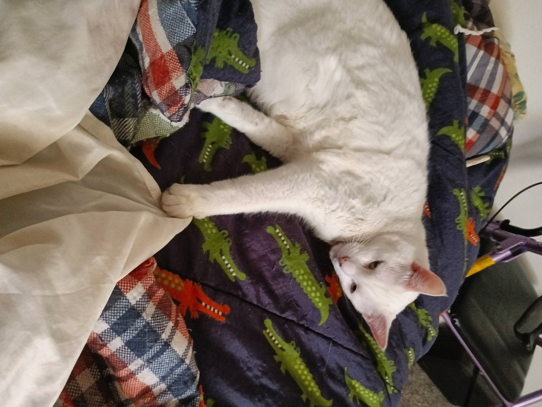 Jack Hormigos is registered to the contest to win money with this photo: canidae, carnivore, cat, comfort, companion_dog, dog_breed, domestic_short_haired_cat, fawn, felidae, fur, linens, pattern, plaid, sleeve, small_to_medium_sized_cats, sporting_group, tail, tartan, textile, whiskers