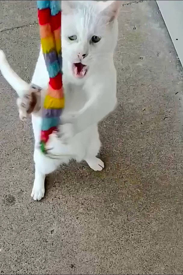 Jack Hormigos is registered to the contest to win money with this photo: asphalt, canidae, carnivore, cat, claw, collar, companion_dog, dog_breed, domestic_short_haired_cat, fawn, felidae, flooring, fur, paw, pet_supply, road_surface, small_to_medium_sized_cats, snout, tail, whiskers