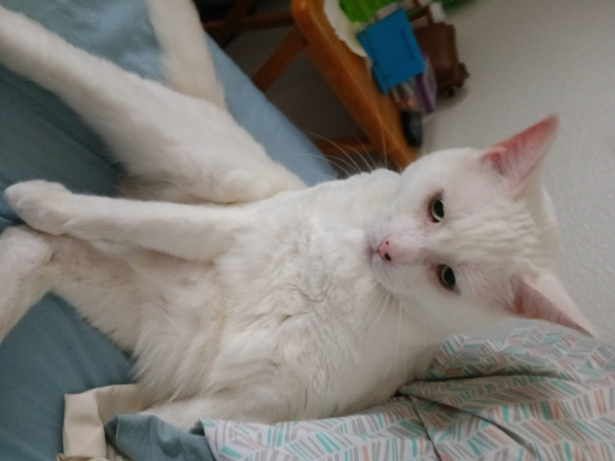 Jack is registered to the contest to win money with this photo: carnivore, cat, claw, comfort, domestic_short_haired_cat, felidae, fur, paw, small_to_medium_sized_cats, tail, whiskers