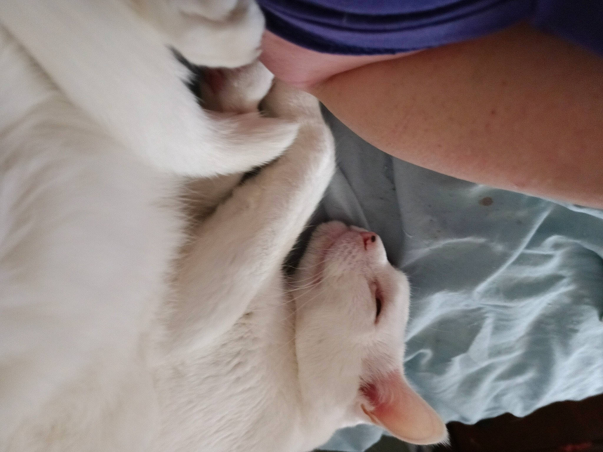 Jack is registered to the contest to win money with this photo: carnivore, cat, comfort, companion_dog, ear, eyelash, fawn, felidae, finger, foot, fur, gesture, hand, human_leg, leg, nail, paw, small_to_medium_sized_cats, snout, whiskers