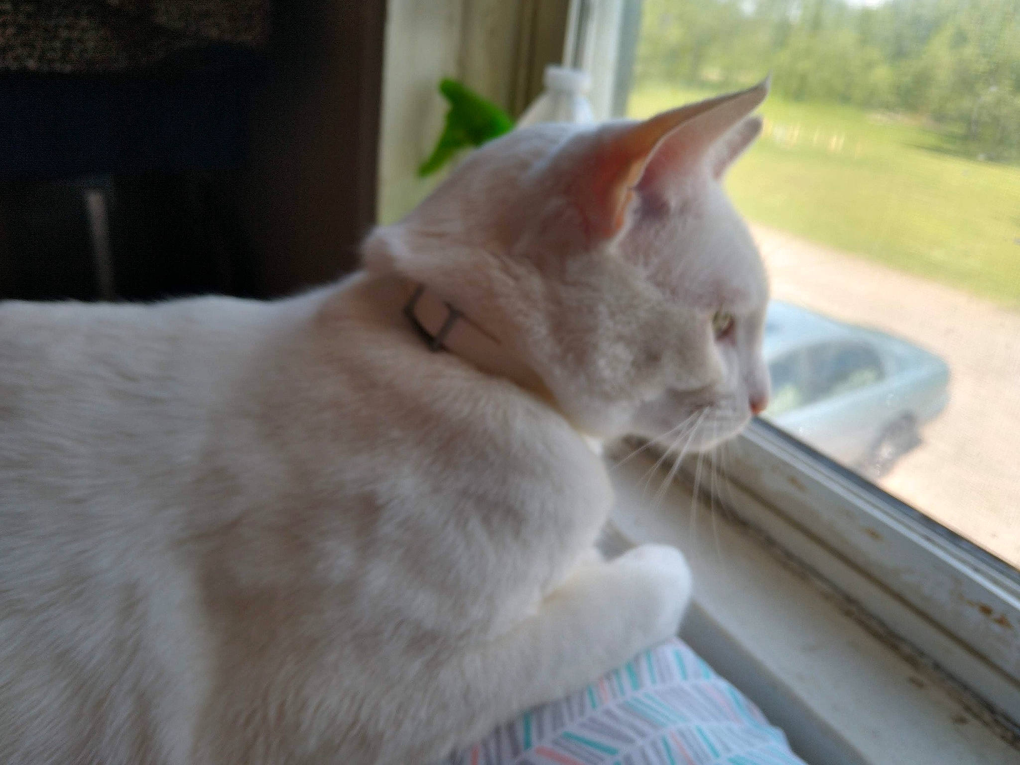 Jack is registered to the contest to win money with this photo: automotive_window_part, carnivore, cat, domestic_short_haired_cat, fawn, felidae, fur, paw, plant, small_to_medium_sized_cats, tail, tree, vehicle_door, whiskers, window, windshield, wood