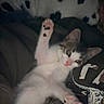 Leaf is registered to the contest to win money with this photo: kitten, cat, paw, pink_paw_pads, fur, spotted, blanket, pillow, indoor, cozy, lying_down, pet, cute, animal, sleeping_area, resting, young_cat, domestic_cat, soft, relaxed