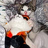 Leaf joined the competition — help win amazing prizes! kitten, cat, toy, stuffed_animal, bed, blanket, patterned_fabric, cozy, cute, pet, animal, indoor, resting, fur, small, playful, whiskers, paws, sleepy, comfort