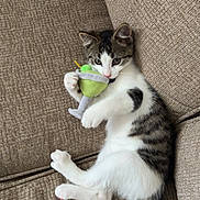 Leaf joined the competition — help win amazing prizes! kitten, cat, plush_toy, couch, beige, furniture, pet, indoor, cozy, cute, relaxed, playful, small_animal, white, gray, striped, tail, paw, young, resting