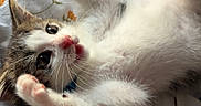 Leaf joined the competition — help win amazing prizes! kitten, cat, animal, pet, feline, playful, lying_down, paws, bed, bedding, floral_pattern, cute, young, fur, whiskers, indoor, cozy, curious, closeup, resting