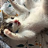 kitten, cat, animal, pet, feline, playful, lying_down, paws, bed, bedding, floral_pattern, cute, young, fur, whiskers, indoor, cozy, curious, closeup, resting