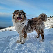 Lemmon participe au concours pour gagner de l'argent avec cette photo : dog, snow, outdoor, animal, canine, winter, fluffy, happy, landscape, sky, nature, fur, playful, cold, pet, walking, snowy, standing, daylight, mammal