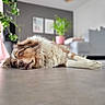 Lemmon participe au concours pour gagner de l'argent avec cette photo : dog, lying_down, floor, indoor, living_room, plant, cozy, relaxed, brown_and_white, fur, portrait, pet, home_interior, modern, potted_plant, blurred_background, animal, canine, resting, domestic
