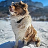 Lemmon a rejoint le concours — aidez-le/la à gagner de superbes lots ! dog, snow, outdoor, mountains, sky, fluffy, pet, nature, winter, landscape, animal, sitting, portrait, fur, blue_sky, cold, daylight, canine, scenery, blurred_background